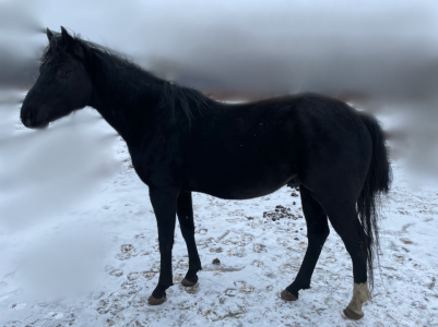 "Rikardo" (Serapin-Furioso)