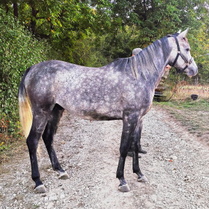 Al Chadim Munir