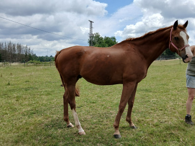 Golden Horse