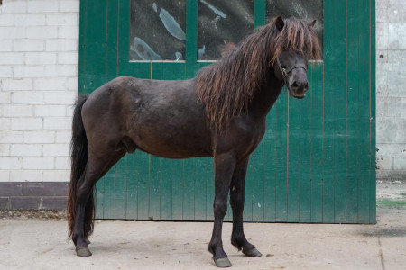 Hades vom Edgarshof