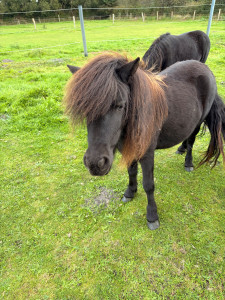 Pferd ohne Namen 4 (Fohlen)
